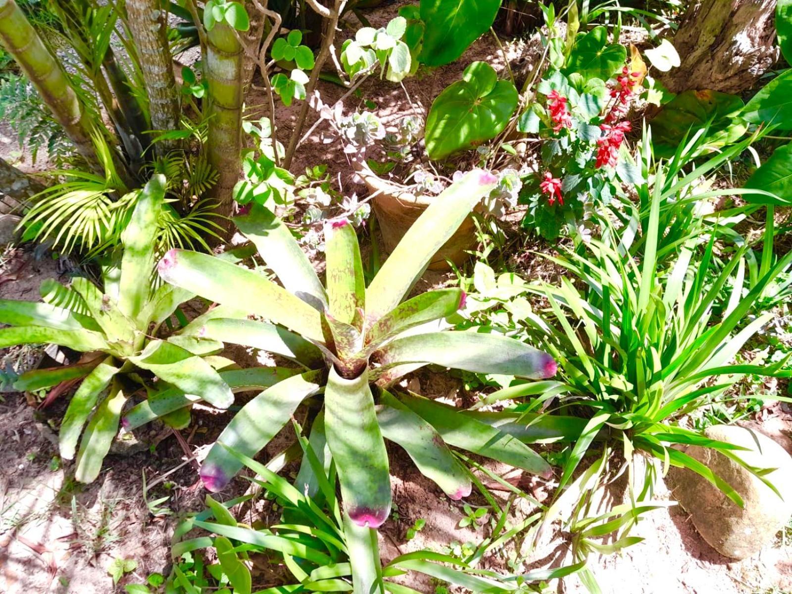 Recanto Das Bromelias Chales Guarda do Embaú Eksteriør billede