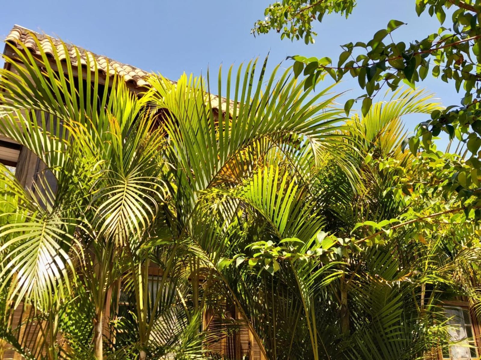 Recanto Das Bromelias Chales Guarda do Embaú Eksteriør billede